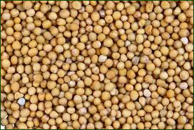 Mustard Seeds