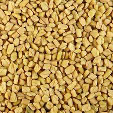 Fenugreek Seed