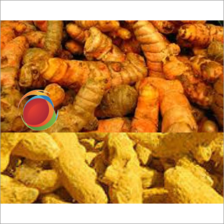Apollo Turmeric