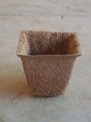 Coco Spanish Cup