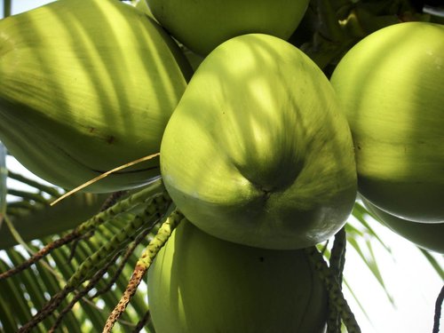 Fresh Green Coconut