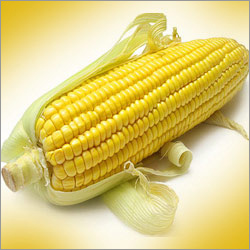 Yellow Maize Corn