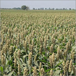 Jowar Grain - High Purity, Red Japanese Millet | Dried Variety, 1 mm to 5 mm Size