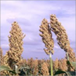 Natural Sorghum