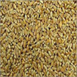 Common Feed Wheat