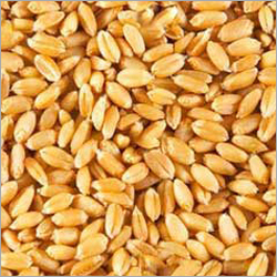 Yellow Wheat