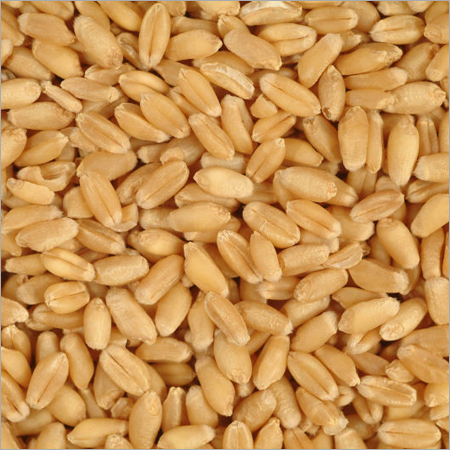 Wheat Seeds