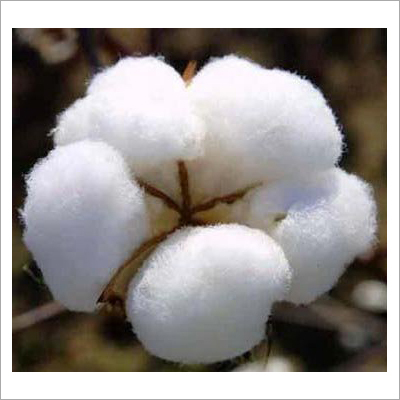Raw Cotton