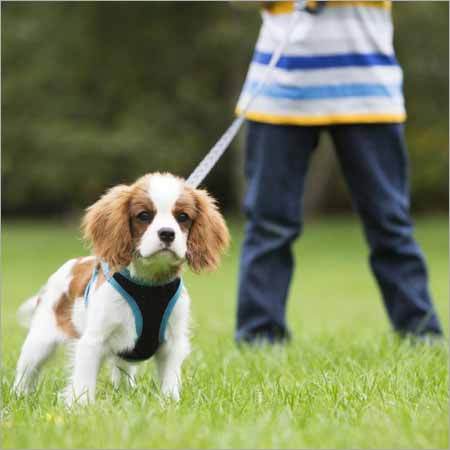 Dog Harnesses