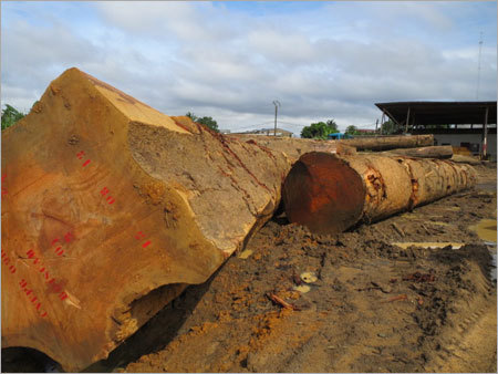 Bubinga Wood Lumber