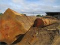 Bubinga Wood Lumber