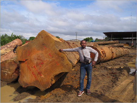 Bubinga Wood Slabs