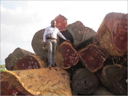 African Padauk Wood