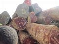 African Padauk Wood Lumber