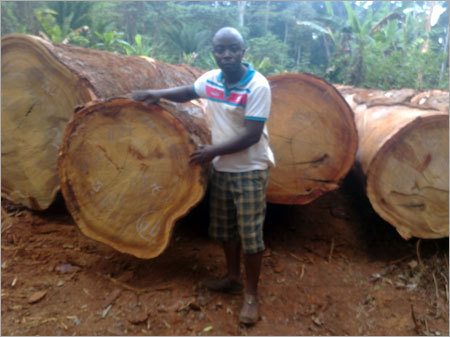 Industrial Tali Wood