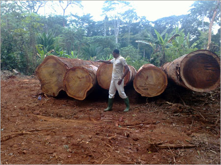 Tali Hardwood
