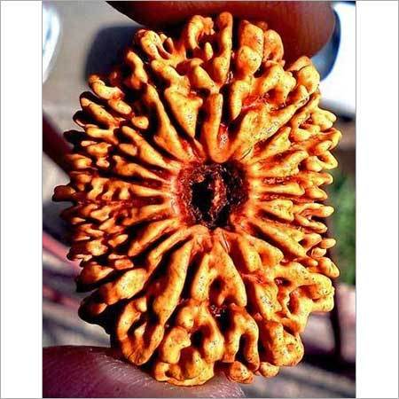 16 Mukhi Rudraksha