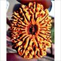 16 Mukhi Rudraksha