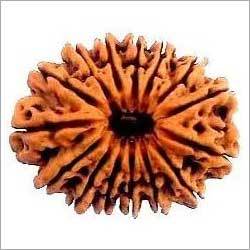 15 Mukhi Rudraksha