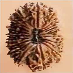 21 Mukhi Nepali Rudraksha
