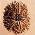 21 Mukhi Nepali Rudraksha