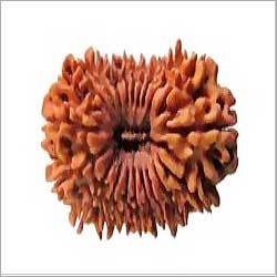 20 Mukhi Rudraksha