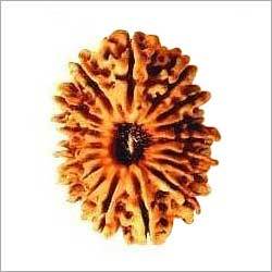 17 Mukhi Rudraksha