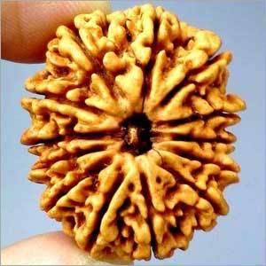 13 Mukhi Rudraksha - Rudraksha Seed, Brown, Variable Size | Spiritual Growth, Wealth Increase, Enhanced Power, Success Magnet