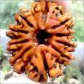 10 Mukhi Rudraksha