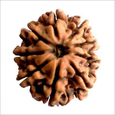 9 Mukhi Rudraksha