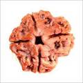 4 Mukhi Rudraksha