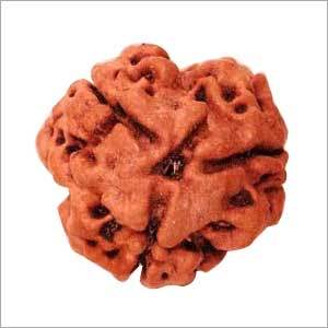 3 Mukhi Rudraksha