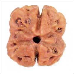 2 Mukhi Rudraksha