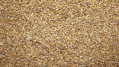 Pearl Millet