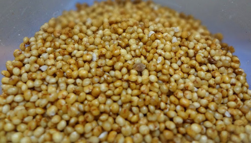 Foxtail millet