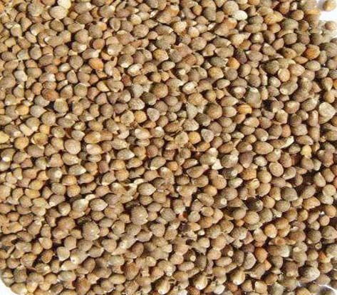 Barnyard Millet