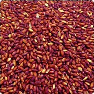 Red Rice
