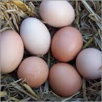 Egg - Calcium Carbonate Shell, 5-6 cm, Light Brown | High Nutrition, Fresh Produce, Versatile Use, Easy Storage, Rich Protein, Great Taste