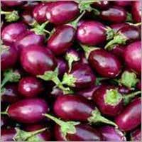 Brinjal