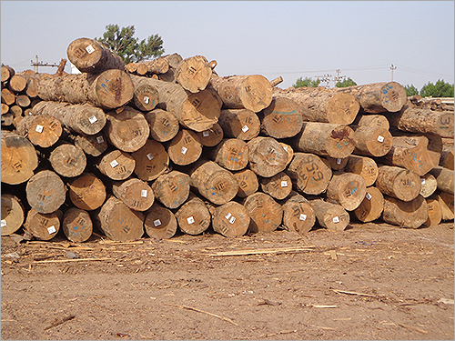 Pine Logs