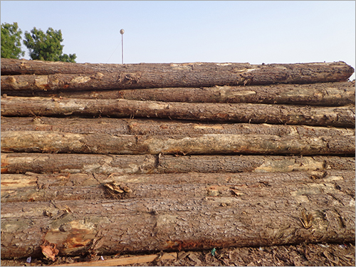 Yellow Pine Logs