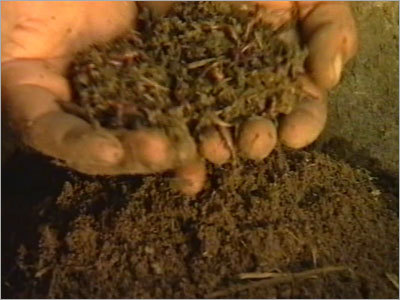 Vermicompost Fertilizer