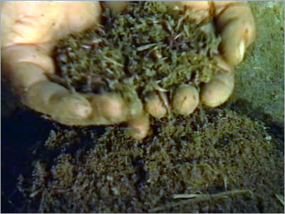 Vermicompost