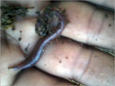 Earth Worm