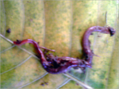 Live Earthworms