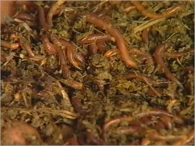 Live Earth Worms