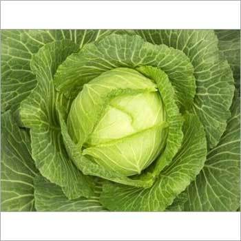 Green Cabbage