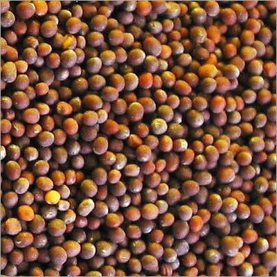 Organic Mustard Seed