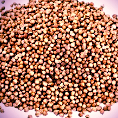 Coriander Seeds