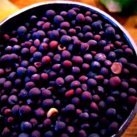 Mustard Seeds